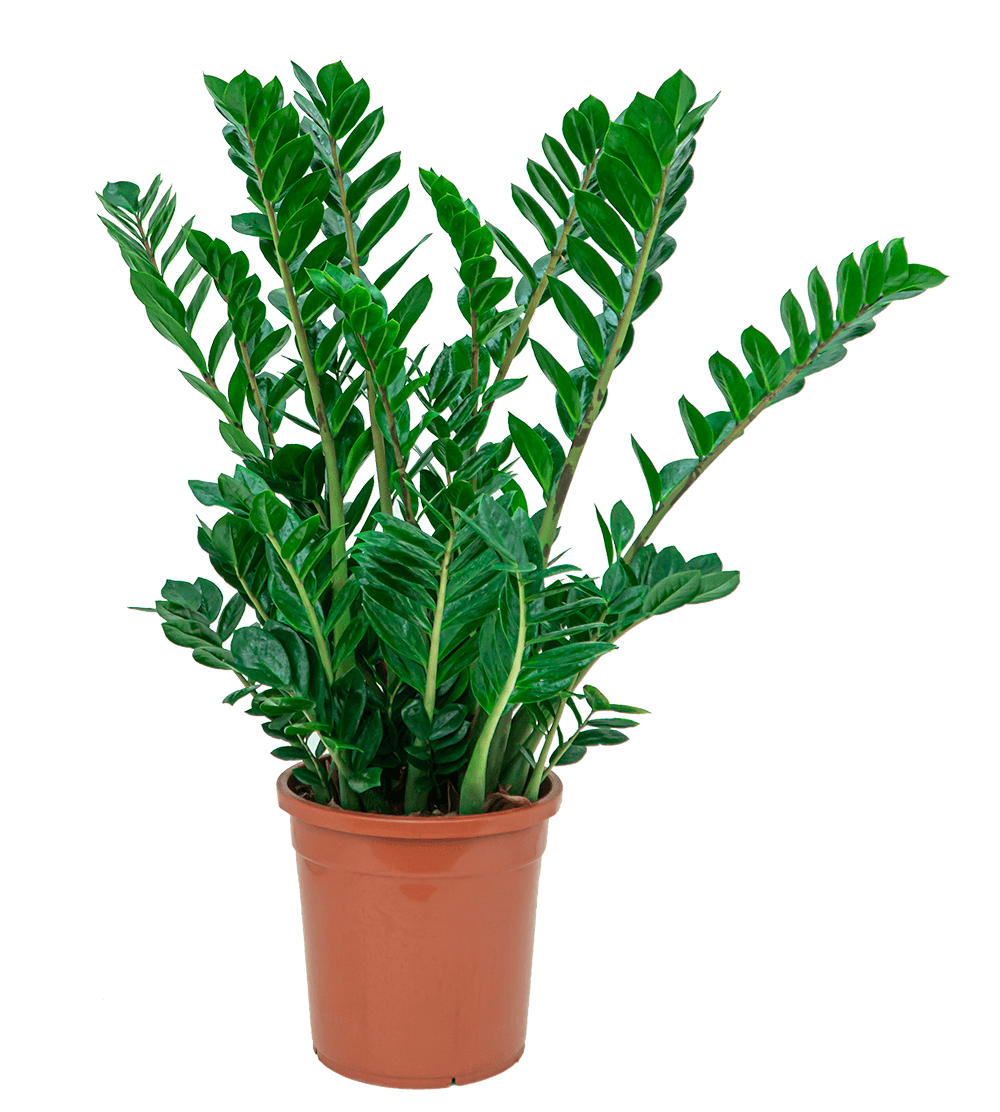 Verzorgingstips Zamioculcas